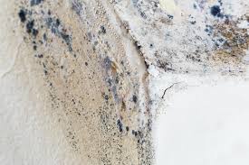 Best Environmental Consulting for Mold Prevention  in West Liberty, IA